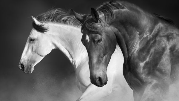 the fifth edition of the International Exhibition of Arabian Horses