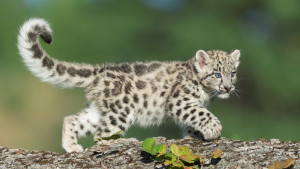 leopard cubs.
