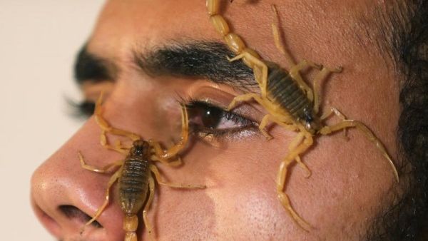 4 آلاف عقرب في مزرعة لشقيقين بمصر