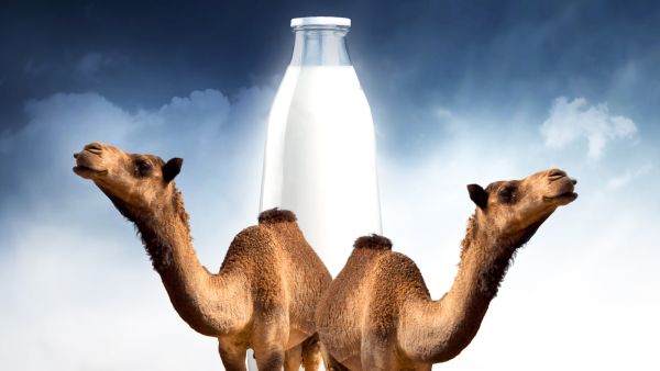 فوائد حليب الإبل