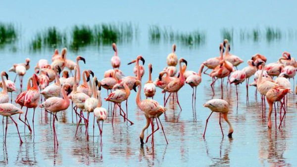 Flamingos
