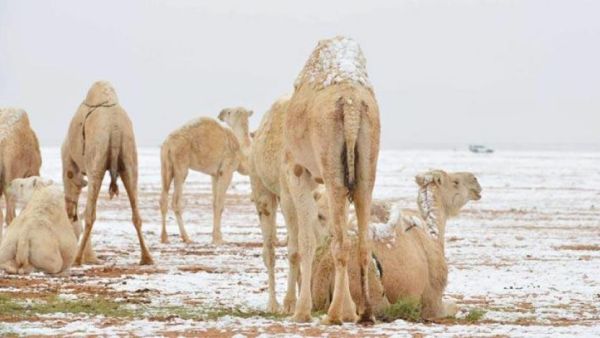 موجة برد شديدة تضرب السعودية
