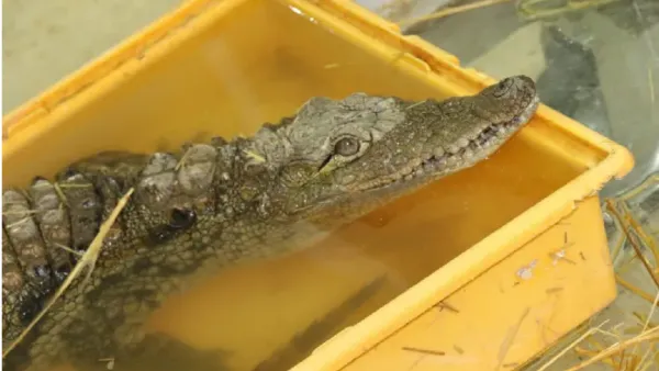 “Mahzooz” the Lucky Nile Crocodile in Jordan Finally Makes it Back Home