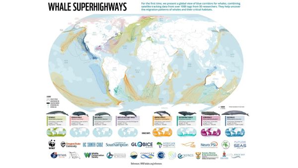 New WWF Study On Threats To Global Whale Populations, Including Those Residing In Oman