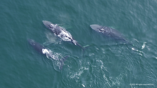 Environment Society Of Oman Renews Commitment To Protecting The Arabian Sea Humpback Whale 