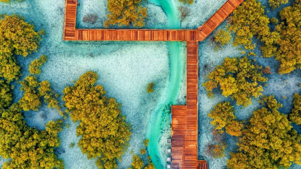 Etihad Airways Launches The Etihad Mangrove Forest In Collaboration With Environment Abu Dhabi