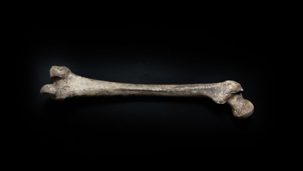 a 5,000-year-old human bone discoverd