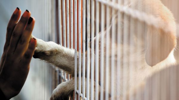 ‘Adopt, don’t shop’ number one motto for Saudi pet shelters