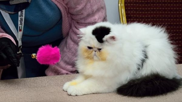 Cats 