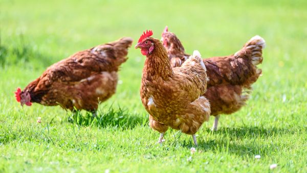 Majid Al Futtaim Commits to Cage-Free Eggs Under New Animal Welfare Policy in a Regional First