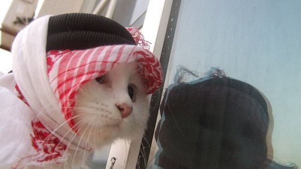 مسابقة ملكة جمال القطط في الأردن
