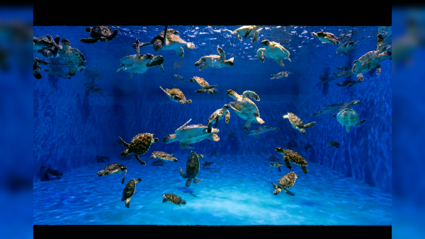 Since the start of 2022, The Environment Agency – Abu Dhabi has rescued over 250 turtles with the support of The National Aquarium