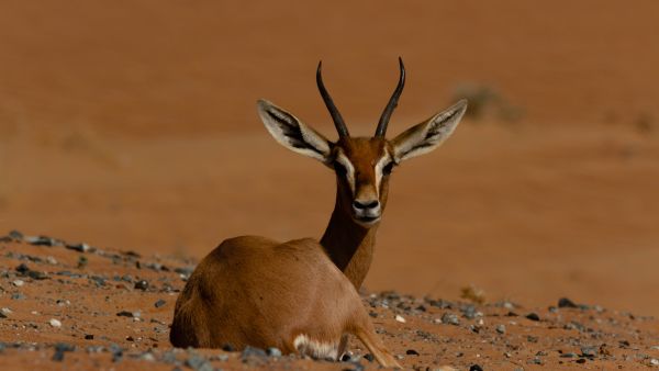 World Wildlife Day: Emirates and Dubai Desert Conservation Reserve’s Efforts To Restore and Preserve Fragile Desert Ecosystems