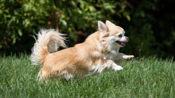 Chihuahua dog