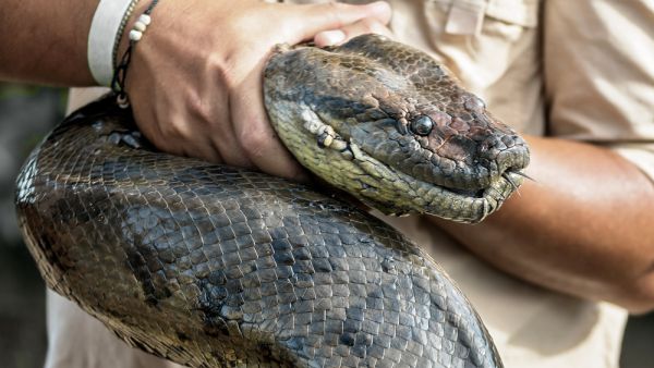 boa constrictor