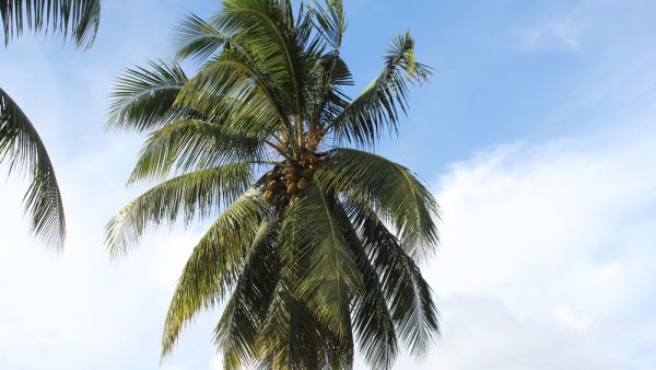 palm leaves