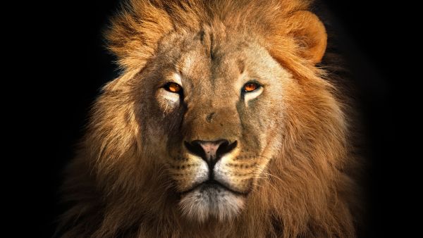 stray lion