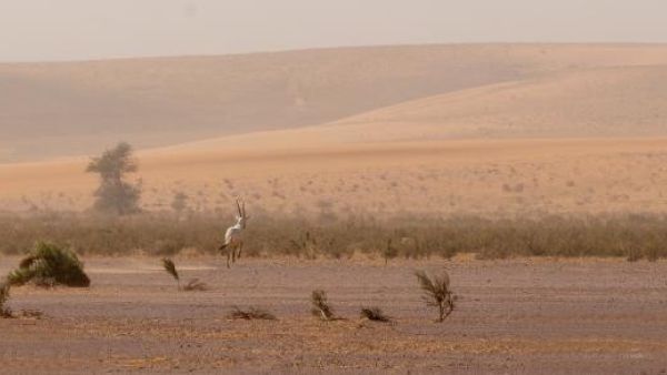 محمية الإمام تركي بن عبدالله