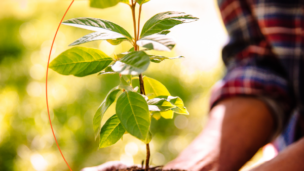Mastercard’s Priceless Planet Coalition Expands Forest Restoration Effort