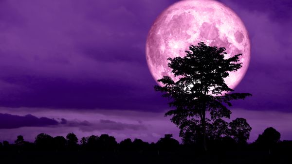 Pink Moon