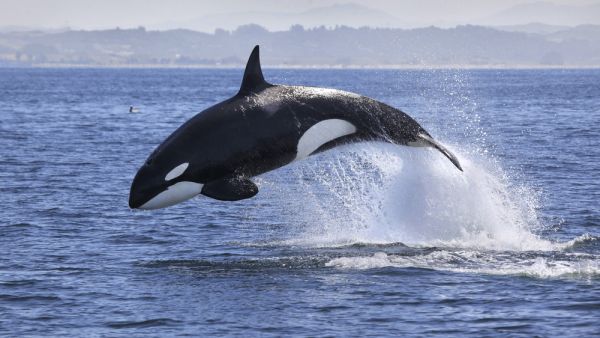 orca whale