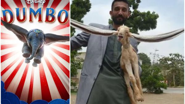 الماعز سيمبا والفيل دامبو 