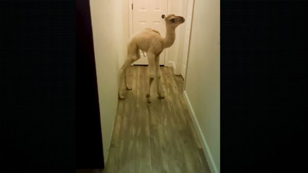 سعودية تربي جمل كحيوان أليف داخل منزلها