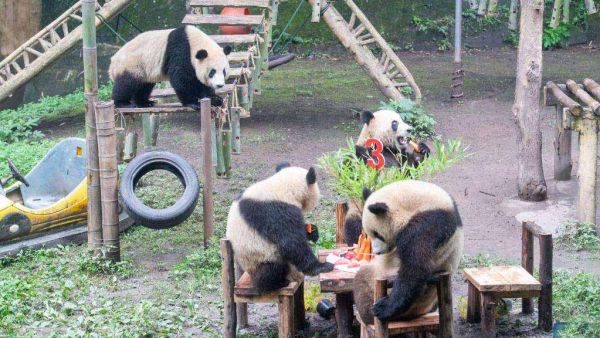 A panda birthday party 