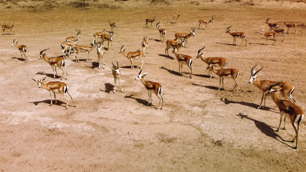 Gazelles in Iraq 