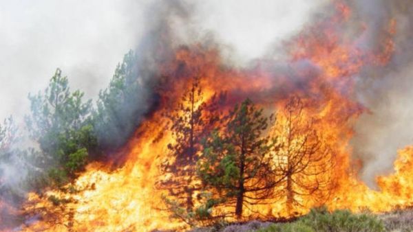 الجزائر ترسل معدات لتونس لمساعدتها بإخماد حرائق ضخمة