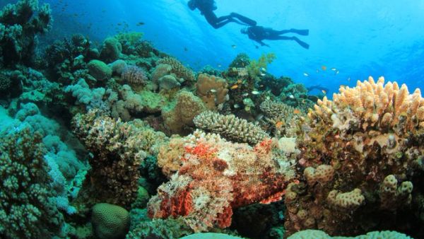 Marine life 