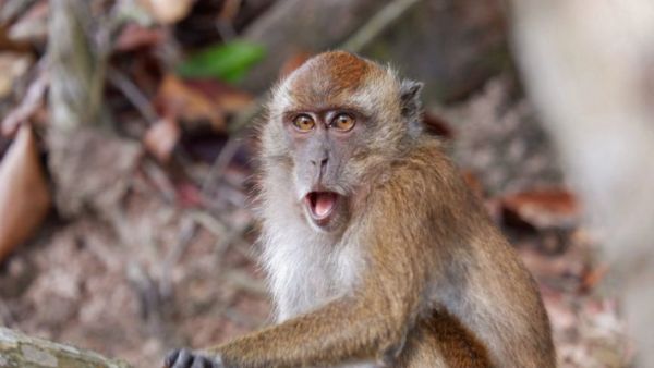 جدري القرود