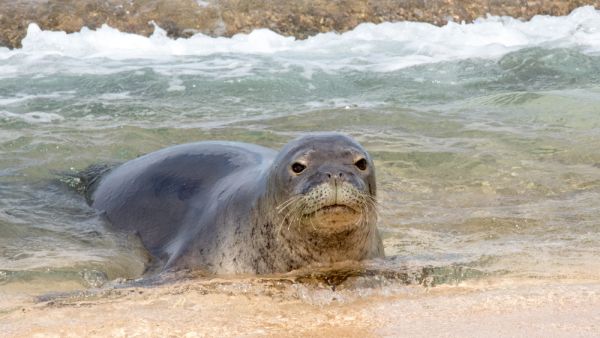 Monk Seal