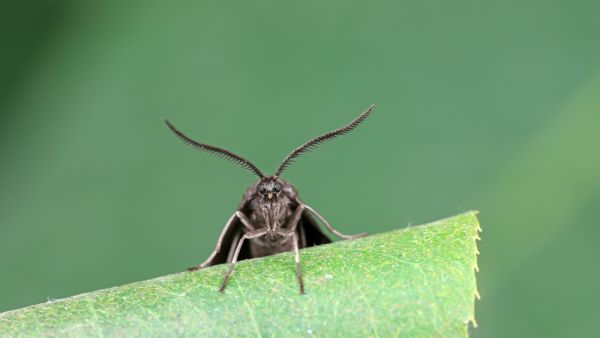 moth