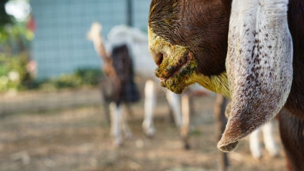 Uganda steps up fight against Zoonoses