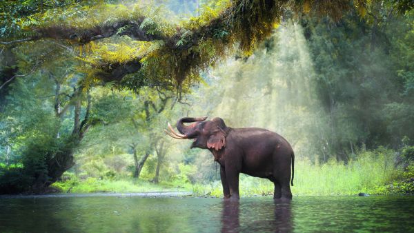 Endangered Species
