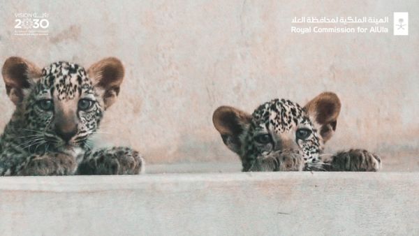 ولادة أنثيين من النمر العربي في العلا (الصورة: الهيئة الملكية لمحافظة العلا)
