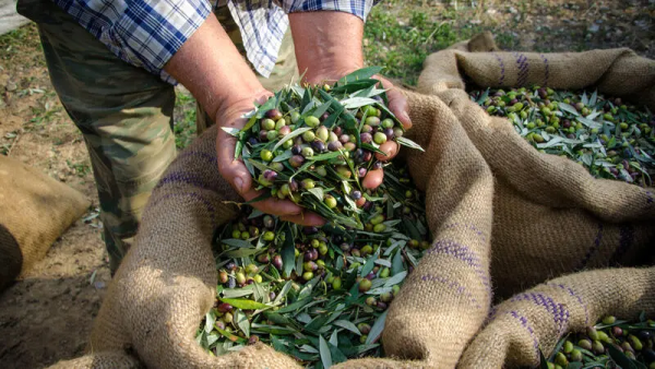 olives 