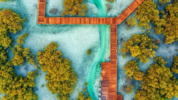 Etihad Airways Commits To Adopt a Mangrove Tree for Every Guest Who Books Economy Space
