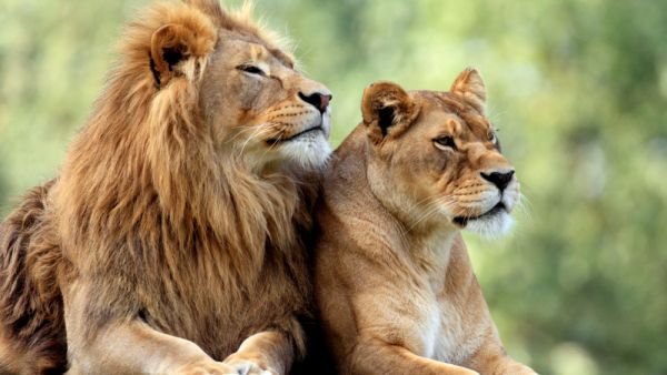 stray lions