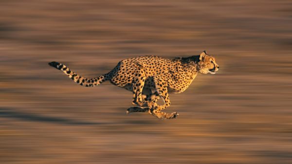 Cheetahs