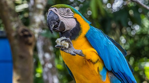 Macaw parrot 
