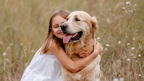 Golden Retriever