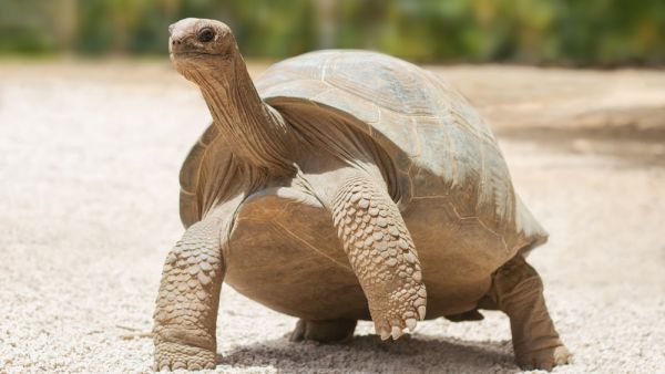 giant tortoise