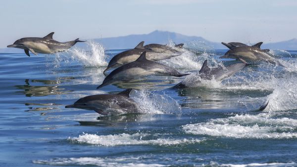 dolphins 
