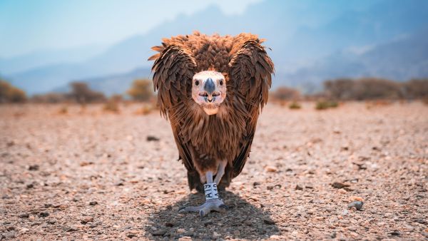 Oman takes important steps to progress the conservation of endangered vulture species in Oman 