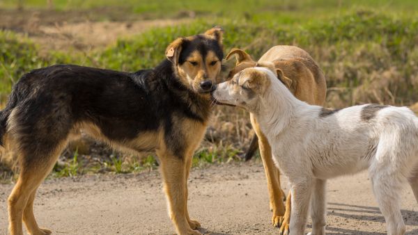 dogs