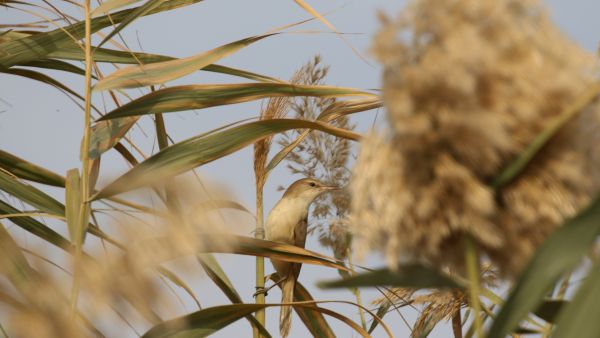 Marshlands in southeast Iraq