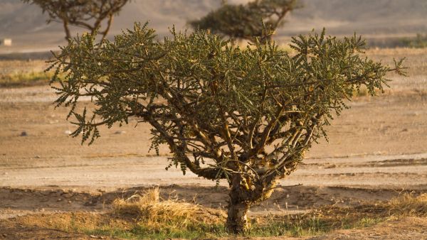 Environment Society of Oman marks Oman Tree Day with a publication celebrating Frankincense