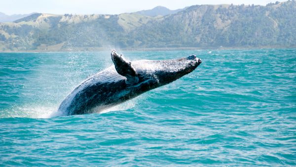 Whales 